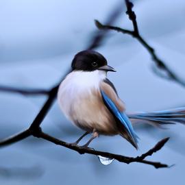Muurdecoratie foto op aluminium vogel op tak